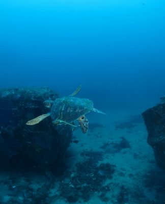 Cari Pengalaman Diving yang Unik? Yuk, ke Wreck Taman Nukila!